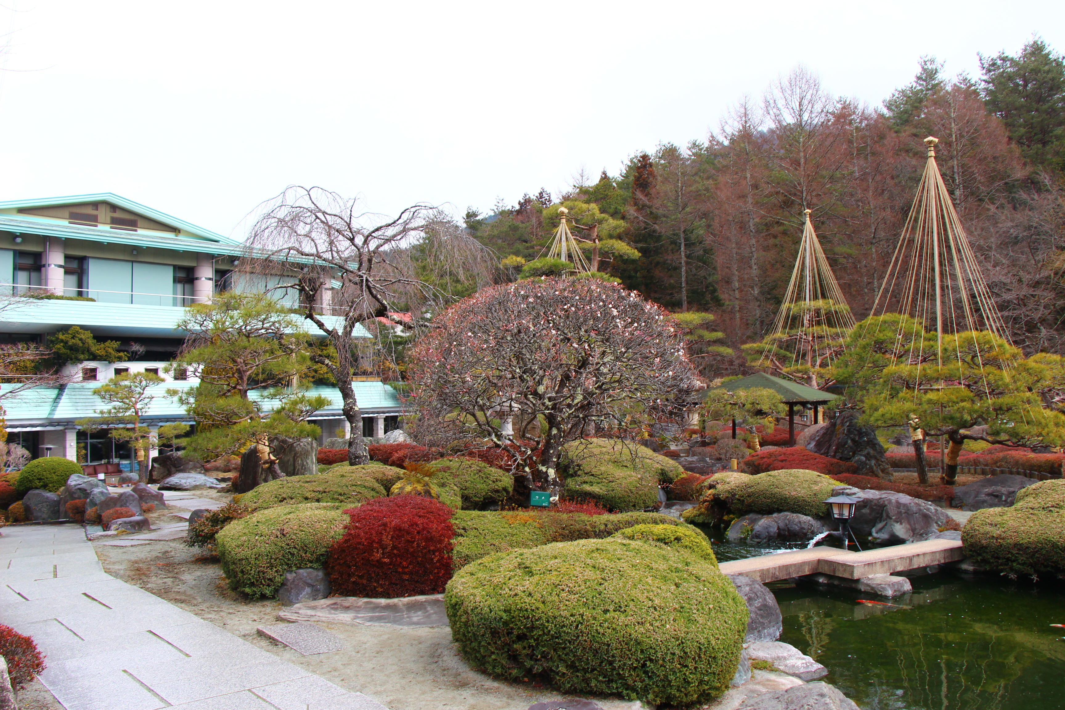 2026年庭園の梅・桜開花情報№4｜新着情報｜富士山の見える温泉旅館